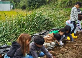 학교텃밭 고구마수확 체험학습